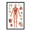 a4 human body anatomy printed — human wall art poster single sheet