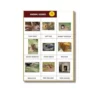 animal homes chart a4 ntr kids
