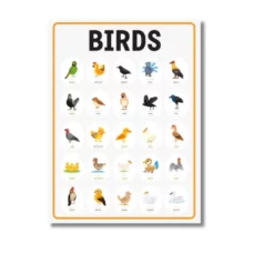 birds chart a4 ntr kids print