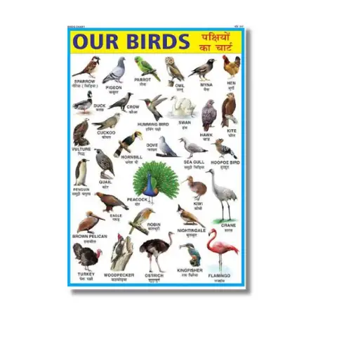 birds of india a4 ntr chart kids