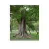 indian sacred trees peepal a4 ntr