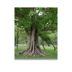 indian sacred trees peepal a4 ntr