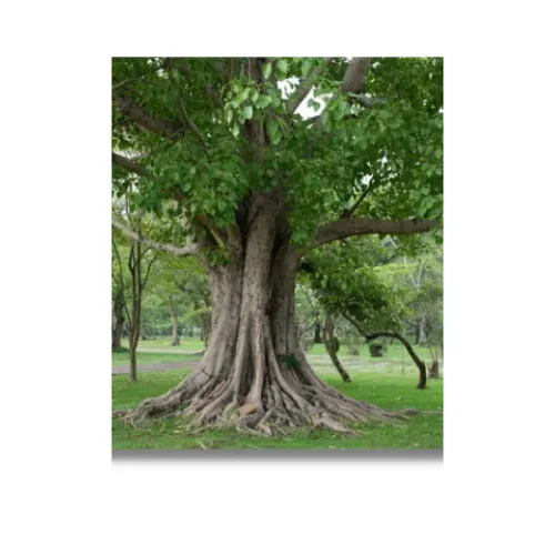 indian sacred trees peepal a4 ntr