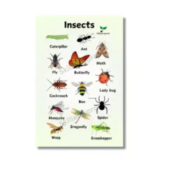 insects bugs chart a4 ntr kids