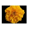 marigold sacred flower a4 ntr