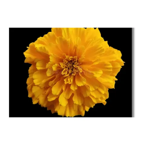 marigold sacred flower a4 ntr