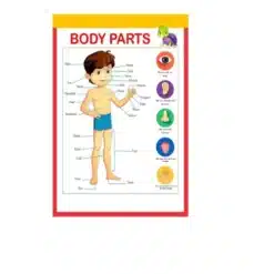 my body parts chart a4 ntr kids