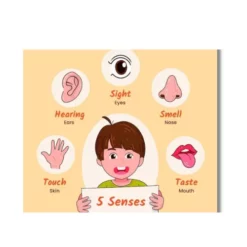 my senses five a4 ntr chart kids