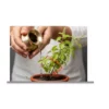 tulsi plant sacred a4 ntr matte