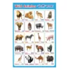 wild animals a4 ntr chart kids