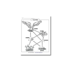 a4 food chain worksheet printed — single sheet food practice