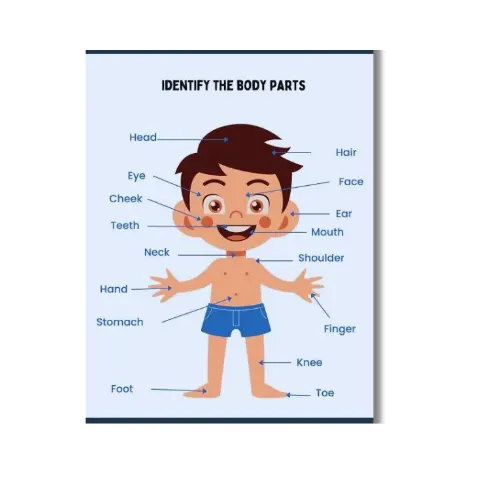 a4 human body worksheet printed — single sheet human practice (1)