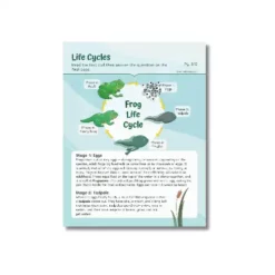 a4 life cycles worksheet printed — single sheet life practice (1)