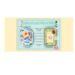 science – biology cell chart a4 ntr